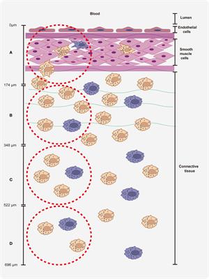 Susceptibility of perivenous macrophages to PRRSV-1 subtype 1 LV and PRRSV-1 subtype 3 Lena using a new vein explant model